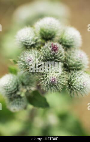 Agrimony or burdock wild blooming plant close up macro photo Stock Photo