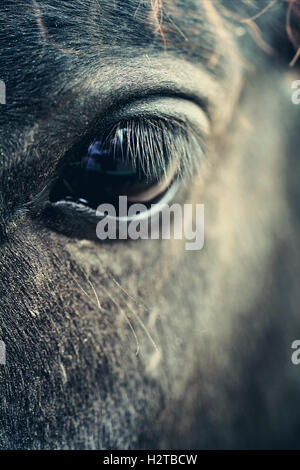 Eye of black close up macro photo Stock Photo