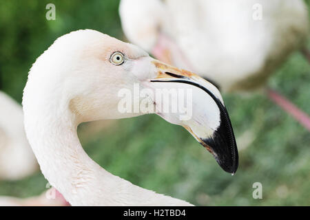 Head of flamingo close up animal portrait Stock Photo