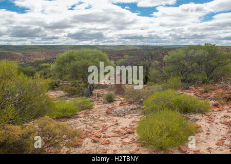 Termite mound in the Kalbarri National Park with sandstone rock and native plants under a cloudy sky in Western Australia. Stock Photo