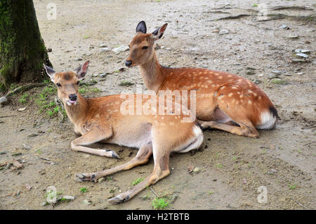 Deers at Kofukuji Temple in Nara is the capital city of Nara Prefecture located in the Kansai region of Japan. collectively form Stock Photo