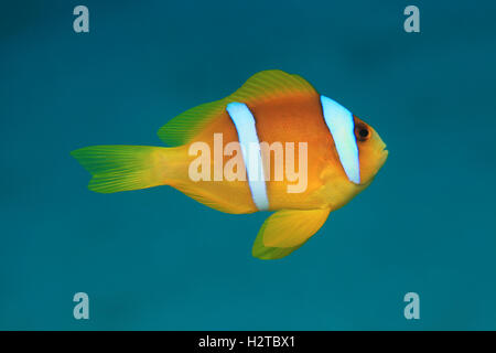 Red sea anemonefish (Amphiprion bicinctus) underwater in the tropical Red sea Stock Photo