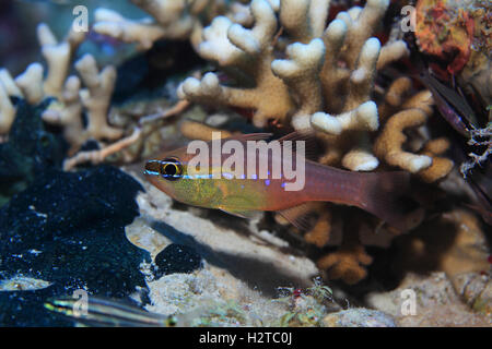 Short-tooth cardinalfish (Ostorhinchus apogonides) in tropical waters of the red sea Stock Photo
