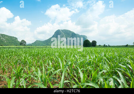 Agricultural irrigation system watering corn field on blue sky day. Stock Photo