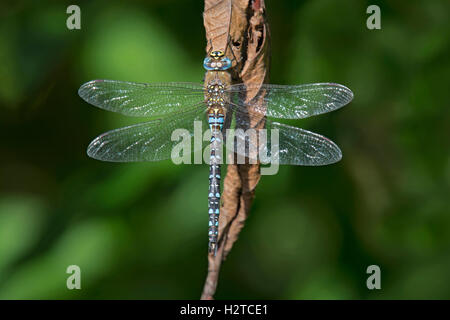 Migrant Hawker Dragonfly, Aeshna mixta, male at rest on dead leaf, Lancashire England, September Stock Photo