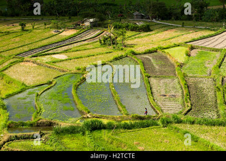 Indonesia, Bali, Tirta Gangga, picturesque terraced rice fields flooded before planting Stock Photo