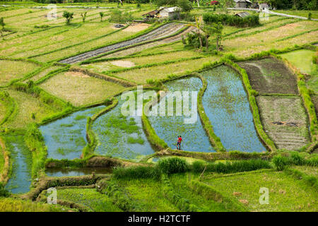 Indonesia, Bali, Tirta Gangga, picturesque terraced rice fields flooded before planting Stock Photo