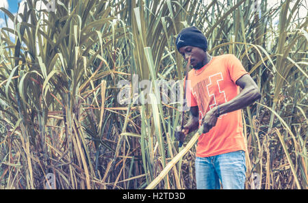 HIGUEY, DOMINICAN REPUBLIC - NOVEMBER 19, 2014: portrait of haitian man working on sugar cane plantation in Dominican Republic Stock Photo