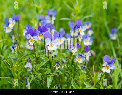 Wild pansy, Sweden, (Viola tricolor)