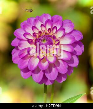 Purple and white Dahlia Stock Photo