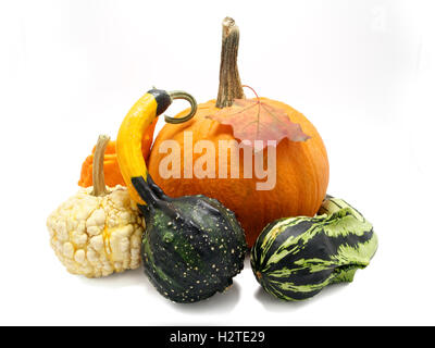 Decorative pumpkins collection isolated on white Stock Photo