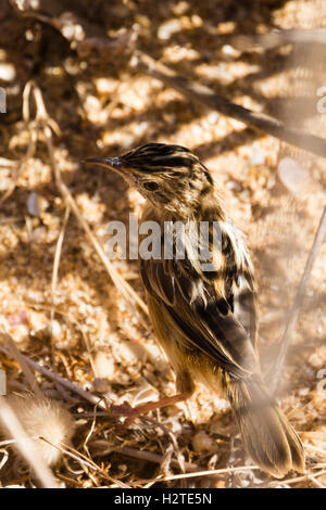 A streaked fantailed warbler at Alvor Portugal Stock Photo