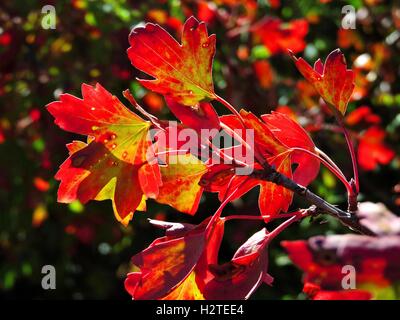 Bright red leaves on the Three Leaf Sumac during early autumn at Great Sand Dunes National Park near Alamosa, Colorado. Stock Photo