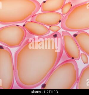 Adipose tissue, Fat Cells, Adipocytes - Vector Illustration Stock Vector