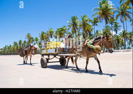 BAHIA, BRAZIL - FEBRUARY 6, 2016: Brazilian man rides a cart with two working donkeys passing on the beach of a remote island. Stock Photo