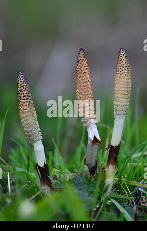 Spore cones of great horsetail Stock Photo