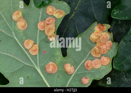 Common spangle galls of the cynipid wasp neuroterus quercusbaccarum on the underside of pedunculate oak leaf Stock Photo