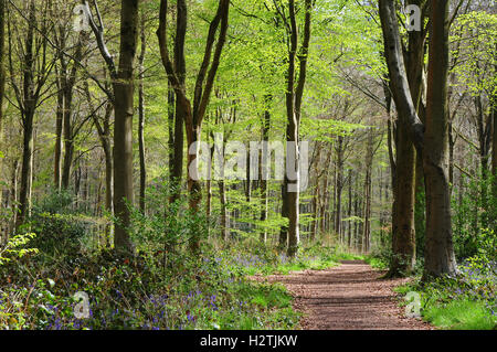 A path leading through West Woods Wiltshire UK Stock Photo