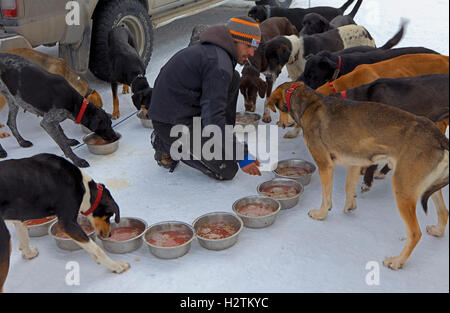 Pirena. Sled dog race in the Pyrenees going through Spain, Andorra and France.Dogs eating. Baqueira Beret. Lleida Province. Cata Stock Photo