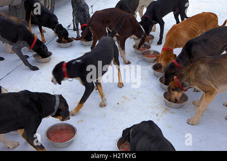 Pirena. Sled dog race in the Pyrenees going through Spain, Andorra and France.Dogs eating. Baqueira Beret. Lleida Province. Cata Stock Photo