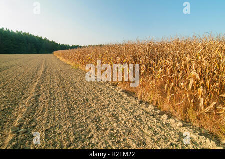 Plowed land and corn field on a bright sunny day Stock Photo