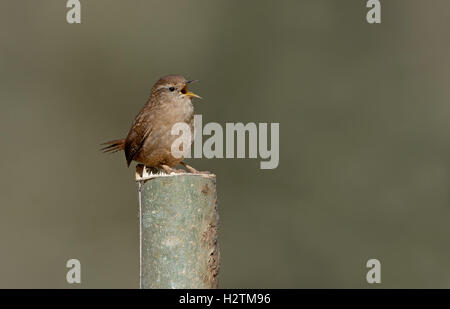 Wren- Troglodytes troglodytes in song. Uk Stock Photo