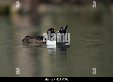 Male and female  Tufted Ducks-Aythya fuligula display courtship. Stock Photo
