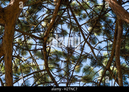 Scots pine (Pinus sylvestris) canopy branches. Looking up at branching coniferous tree with needles and cones with blue sky Stock Photo