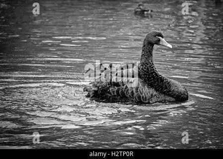 Black Swan Cygnus swimming on a lake at London Wetland Centre in Barnes. Stock Photo