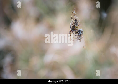 European garden spider (Araneus diadematus) Cross spider with his prey fly at London Wetland Centre in Barnes. Stock Photo