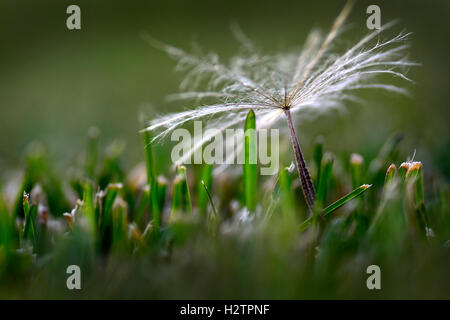 Dandelion seed in a yard or field green grass growing weeds Stock Photo