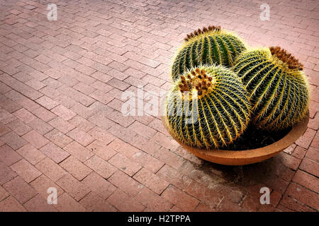 Several cactus cacti potted plant on patio of home for decoration Stock Photo