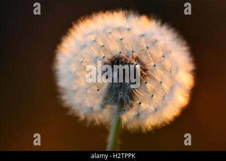 Detail of dandelion weeds seeds in sunlight Stock Photo