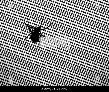 Black widow spider on screen detail scary Stock Photo