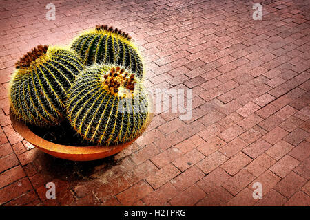 Several cactus cacti potted plant on patio of home for decoration Stock Photo