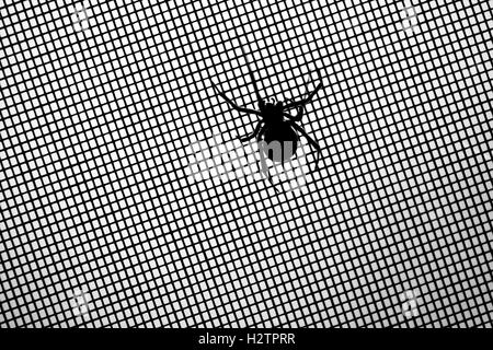 Black widow spider on screen detail scary Stock Photo