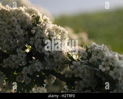 Hawthorn tree in flower beside Oldham Way, Greenfield in Saddleworth. Stock Photo