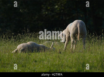 New lambs in field beside Royal George Mill part of Welll-i-hole Farm in Friezland. Stock Photo