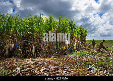 Workers at sugar canes fields, Maurituis island Stock Photo