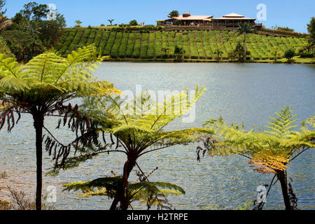 Bois Chéri Tea Factory and plantations, Mauritius, Africa Stock Photo