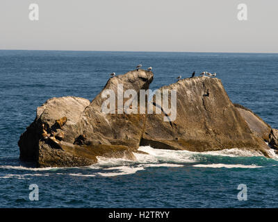 Steller sea lions (Eumetopias jubatus) sunning on the rocks, Kenai Fjords National Park, south of Seward, Alaska. Stock Photo