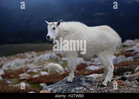 Baby mountain goat on rocky tundra in Colorado Mount Evans Wilderness Stock Photo