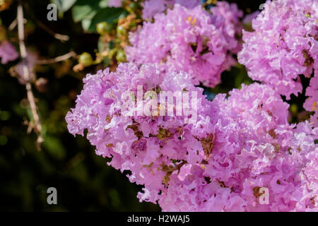 Crape Myrtle, Lagerstroemia indica ‘Early Bird Lavender’ blossoms, close up. USA Stock Photo