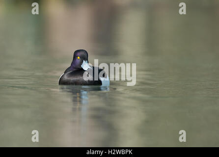 Male Tufted Duck-Aythya fuligula.Uk Stock Photo