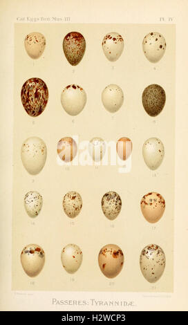 Catalogue of the Collection of Birds' Eggs in the British Museum BHL83 Stock Photo