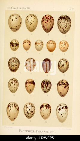 Catalogue of the Collection of Birds' Eggs in the British Museum BHL83 Stock Photo