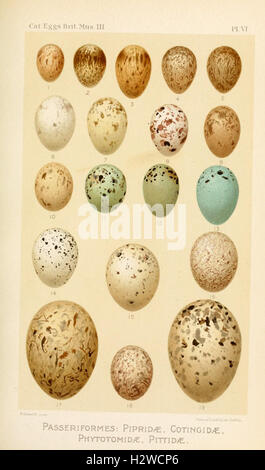 Catalogue of the Collection of Birds' Eggs in the British Museum BHL83 Stock Photo