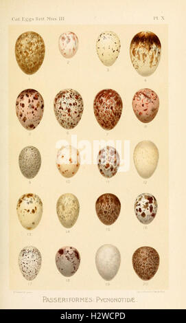 Catalogue of the Collection of Birds' Eggs in the British Museum BHL83 Stock Photo