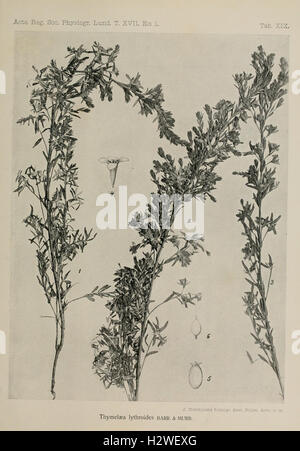 Contributions à la connaissance de la flore du nord-ouest de l'Afrique (Plate XIX) BHL214 Stock Photo