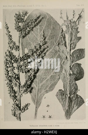 Contributions à la connaissance de la flore du nord-ouest de l'Afrique (Plate XV) BHL214 Stock Photo